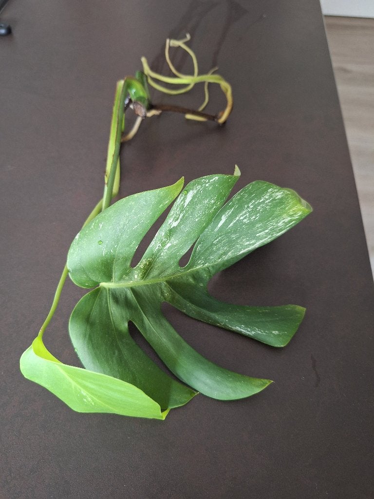 Monstera variegata stek met wortels, Enlèvement ou Envoi, Autres espèces
