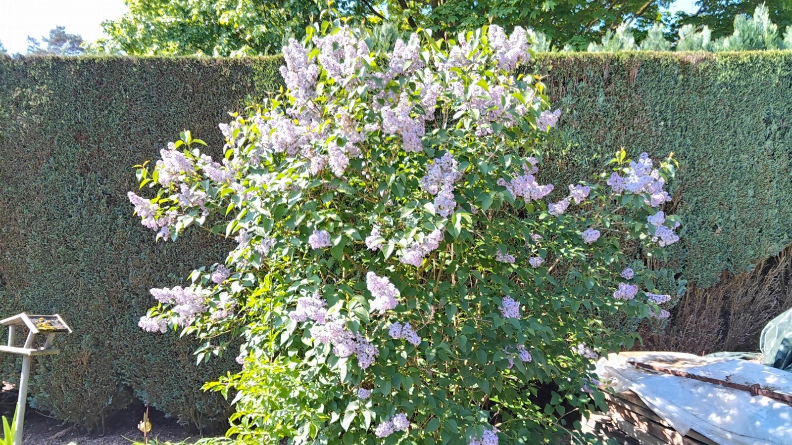 Sieringen   boom, Ophalen