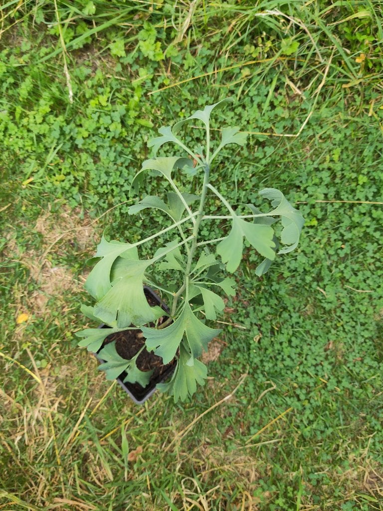 Arbre Ginkgo Biloba, En pot, Plein soleil, Enlèvement, Arbre en colonnes