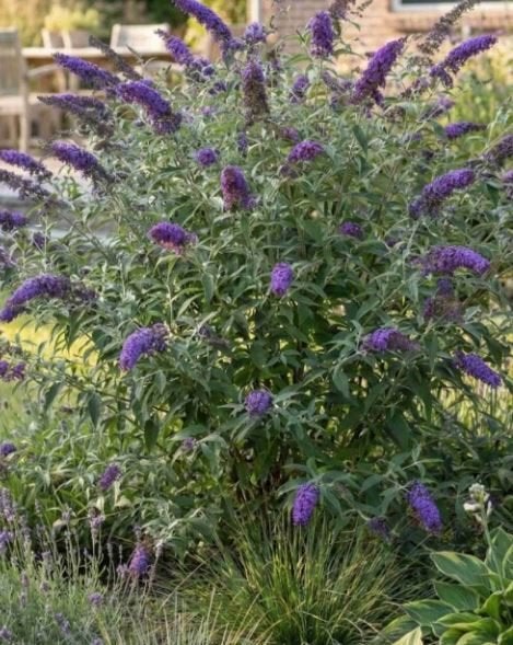 buddleja - vlinderstruik, Jardin & Terrasse, Enlèvement, Été, Plante fixe, Autres espèces