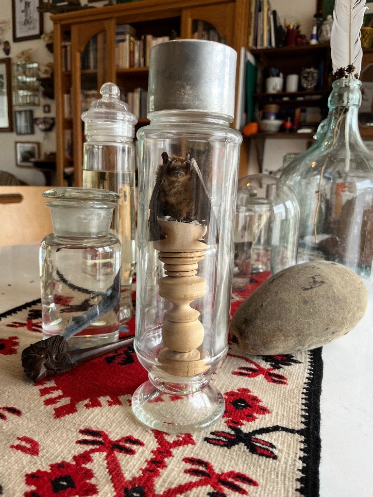 Chauve souris Taxidermie sur socle en bois tourné, Enlèvement ou Envoi, Utilisé, Animal sauvage, Animal empaillé