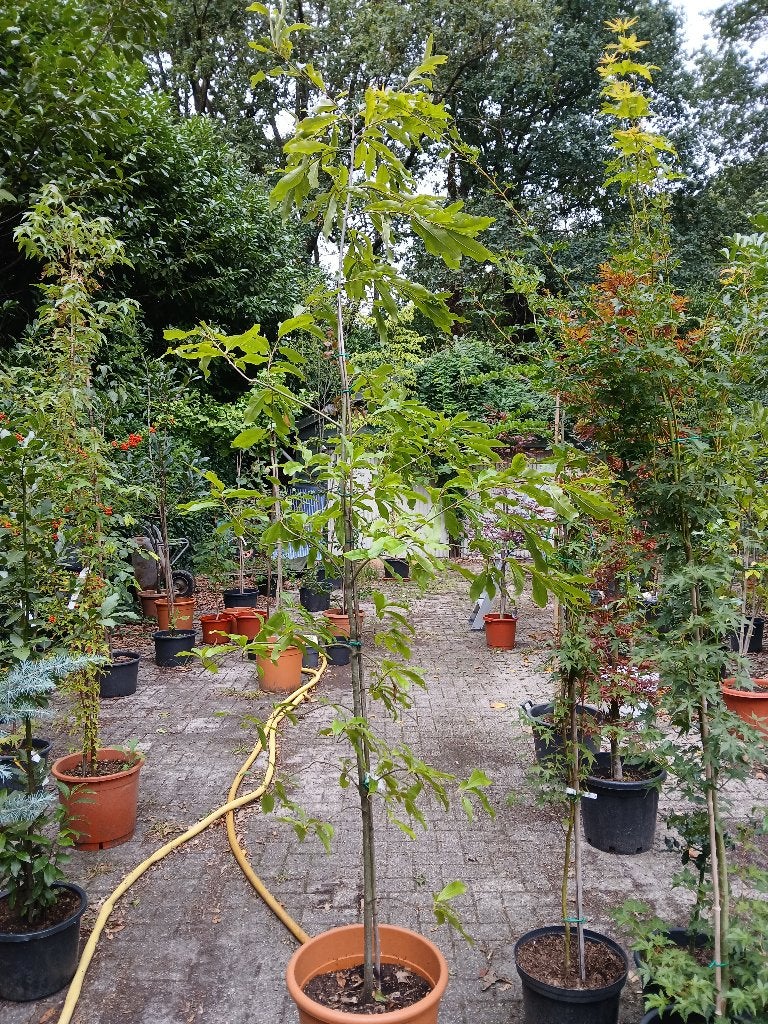 bijzondere eik, Ophalen, In pot, Dakboom, 100 tot 250 cm