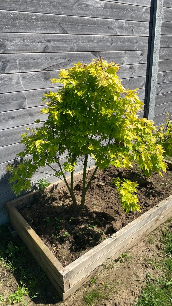 Jaoanse esdoorn, Tuin en Terras, Ophalen