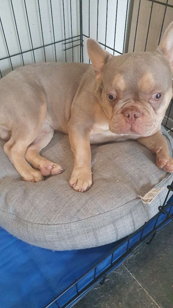 Saillie, 3 à 5 ans, Particulier, Chien (mâle), Autres races