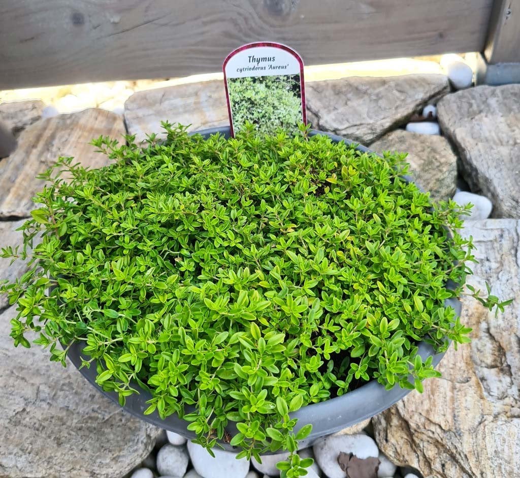 1 pot citroentijm thymus cytriodorus, Ophalen