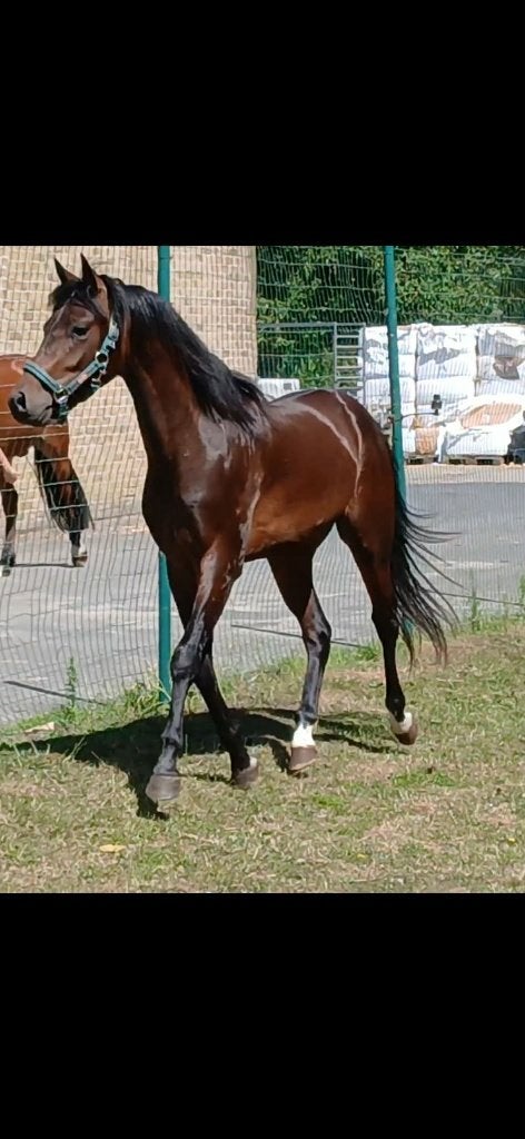 Étalon poney de 2 ans, Poney D (1.37 m à 1.48m), Étalon, 0 à 2 ans, Non dressé