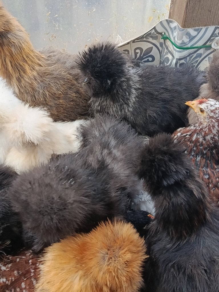 poules de soie beaucoup de couleurs ACTION 4+1 GRATUIT, Animaux & Accessoires, Femelle, Poule ou poulet