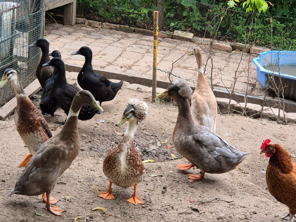 Canard kayuga, Plusieurs animaux, Canard