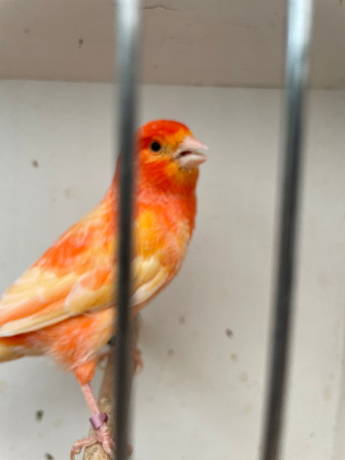 Te koop mooie rode man van 2025 met een ring fluit mooi, Dieren en Toebehoren, Vogels | Kanaries, Mannelijk, Kleurkanarie