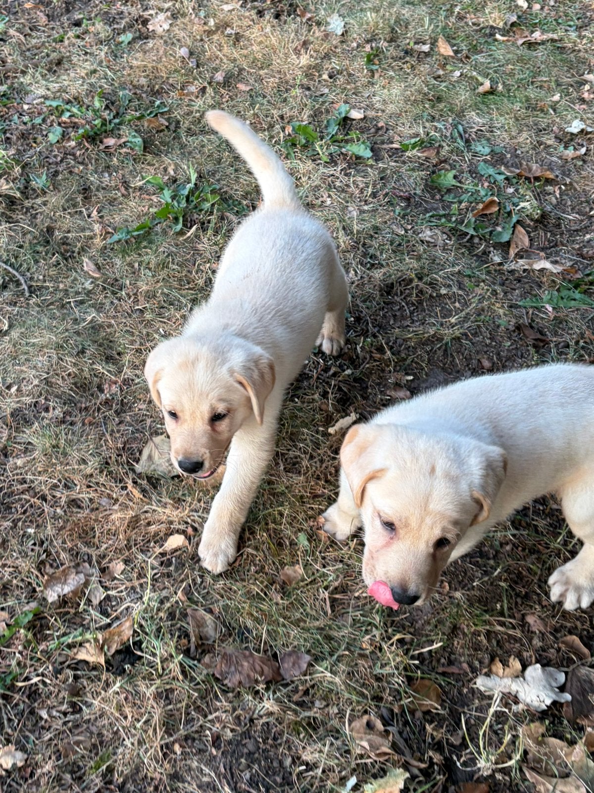 Labrador blond avec pedigree flamand, Animaux & Accessoires, Chien (mâle), Belgique, Labrador retriever, Un chien