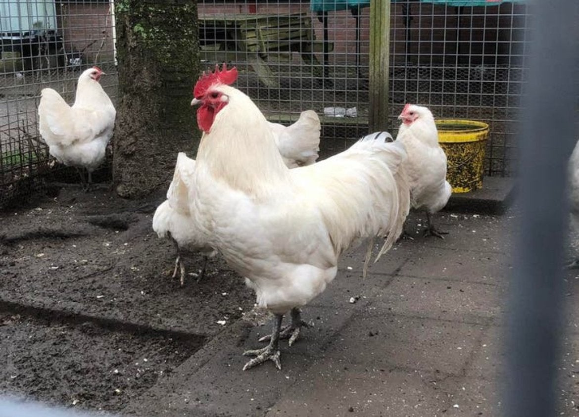 Jonge australorp kippen, Dieren en Toebehoren