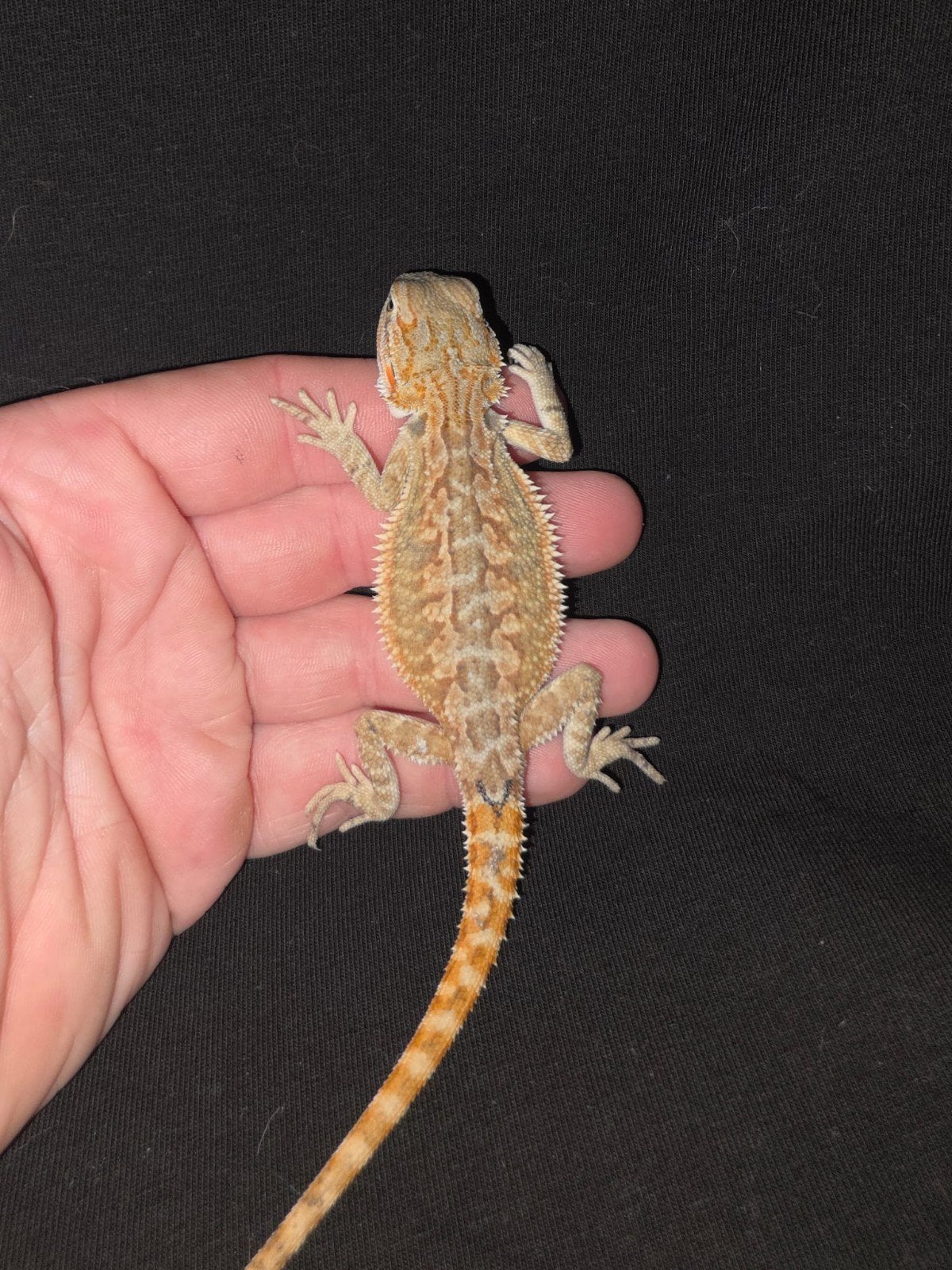 mooie citrus/orange baardagaam-man, Hagedis, Tam, 0 tot 2 jaar