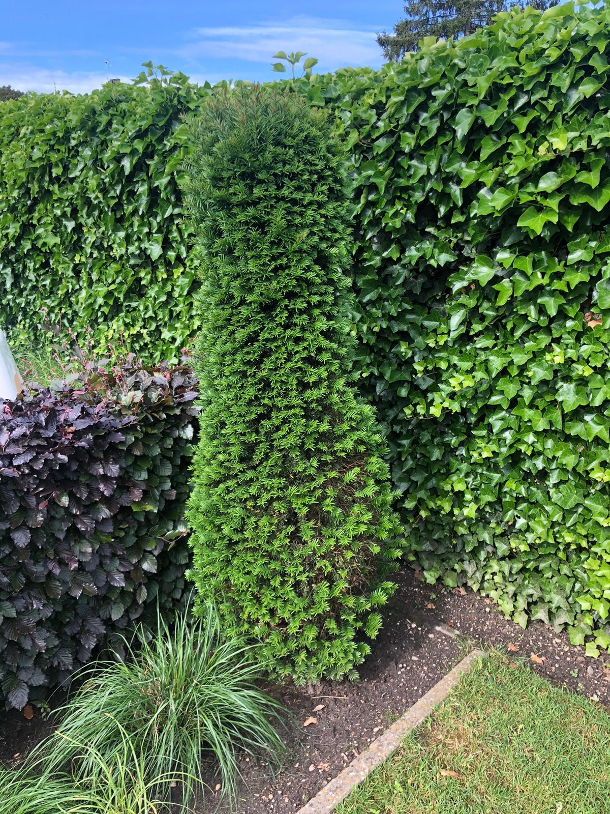 TAXUS gratis 4 struiken, Tuin en Terras, Ophalen, Taxus, 100 tot 250 cm