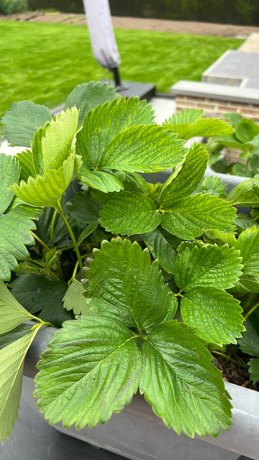 Aardbeiplantjes, Ophalen