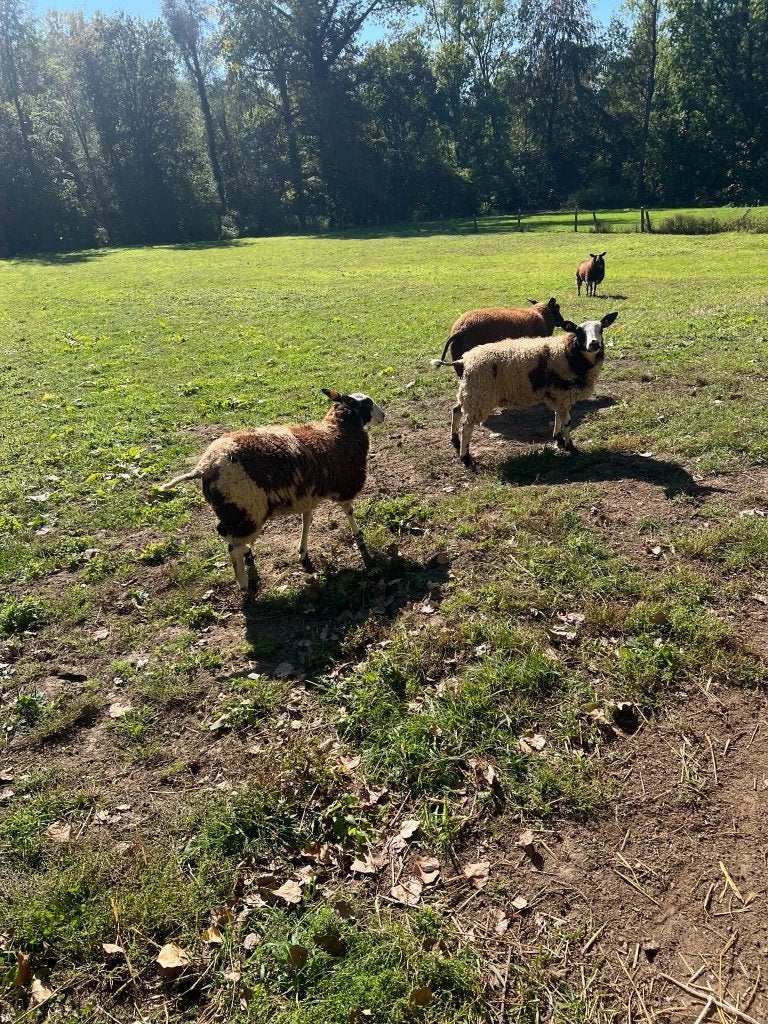 Baggerbonte schapen, Plusieurs animaux, Mouton, 0 à 2 ans