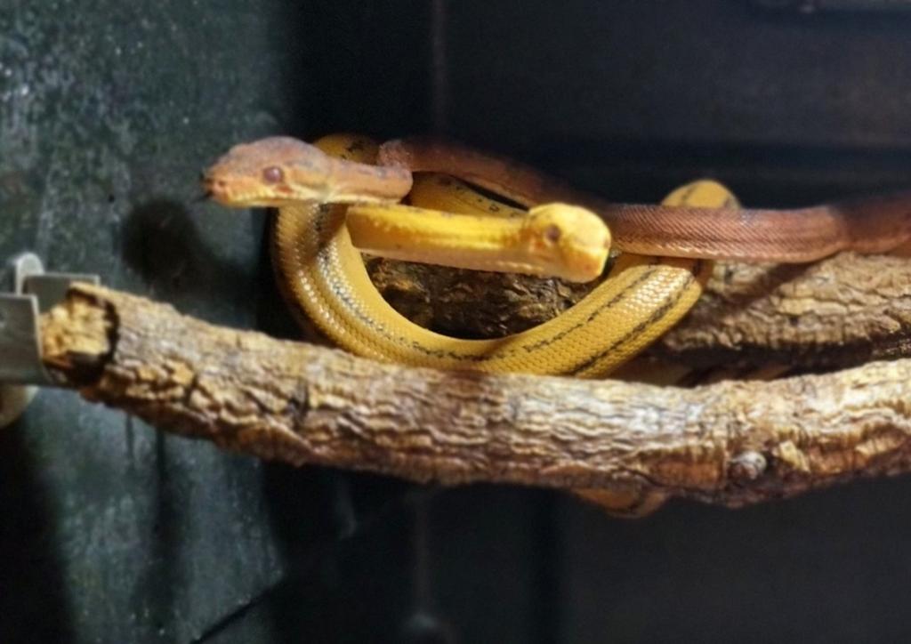 Couple Corallus Hortulanus Full red x Tiger double ligne, Animaux & Accessoires, Serpent, Domestique, 3 à 6 ans