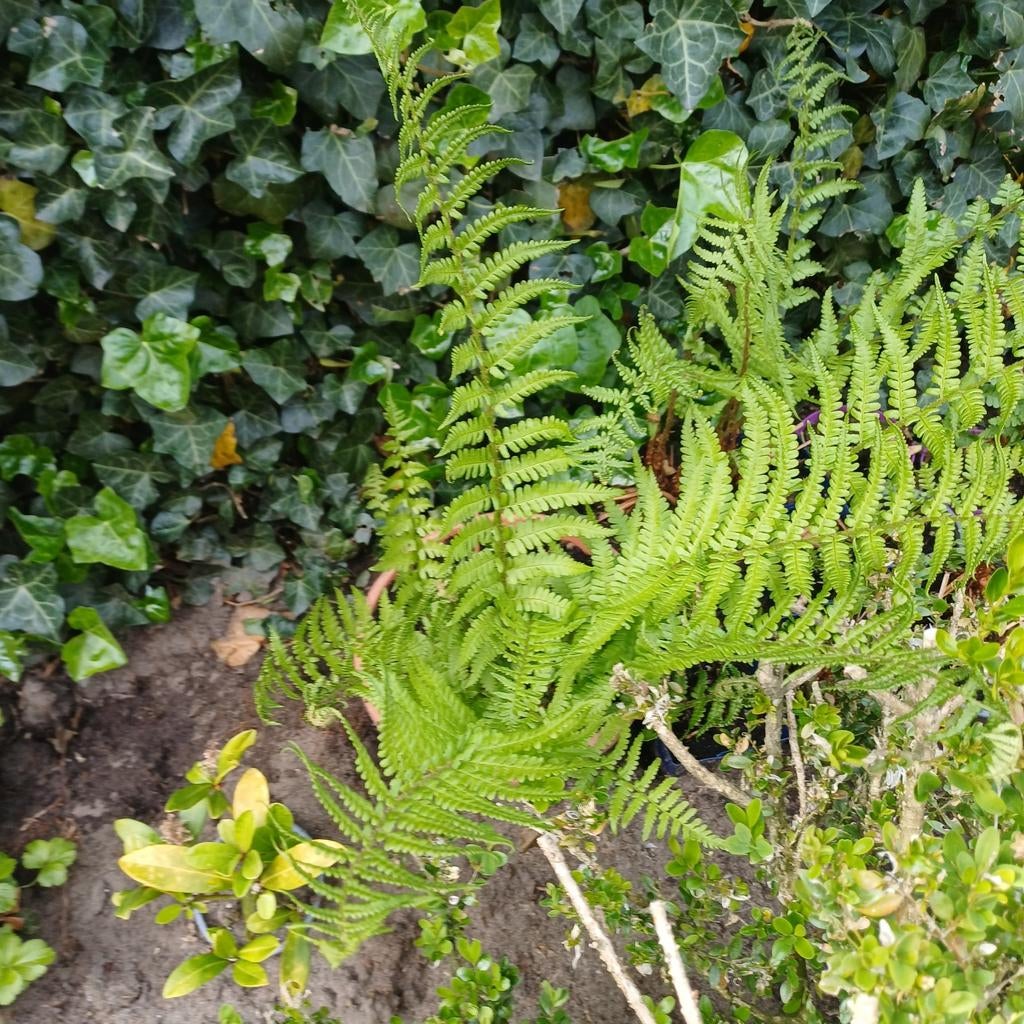 Varens, Tuin en Terras, Planten | Tuinplanten, Ophalen, Varens