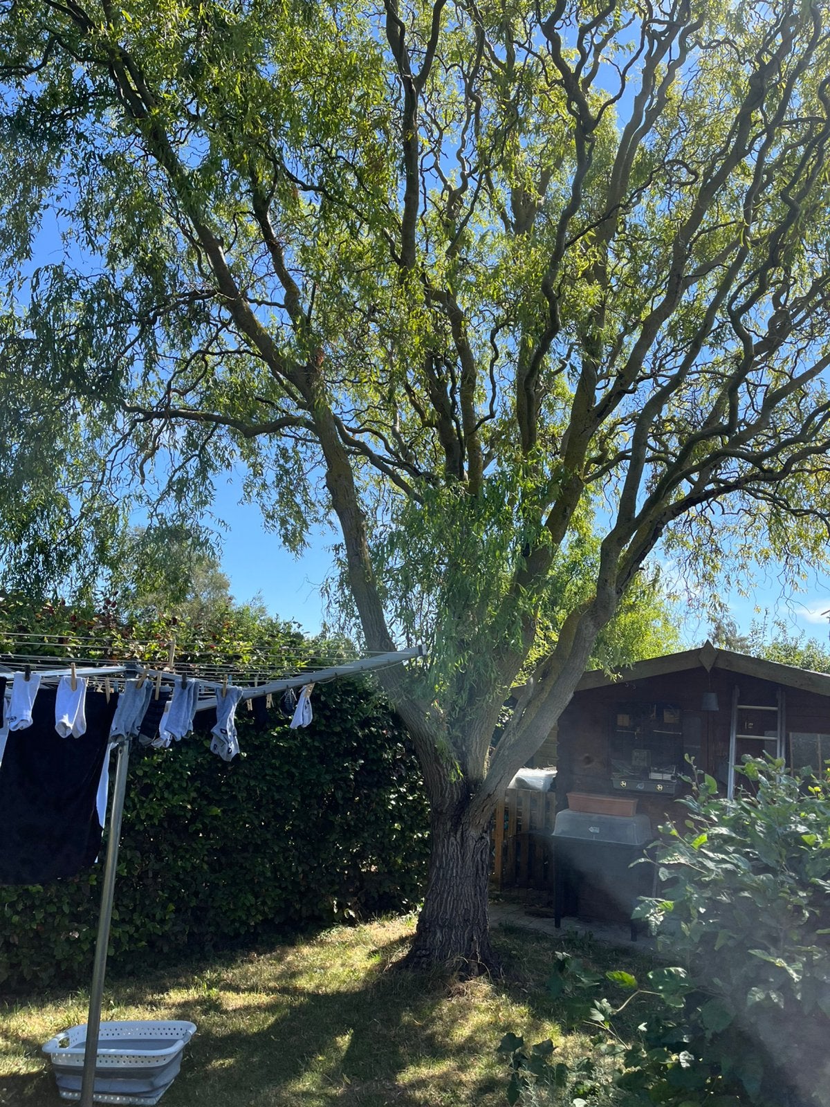 Gratis brandhout, Ophalen of Verzenden