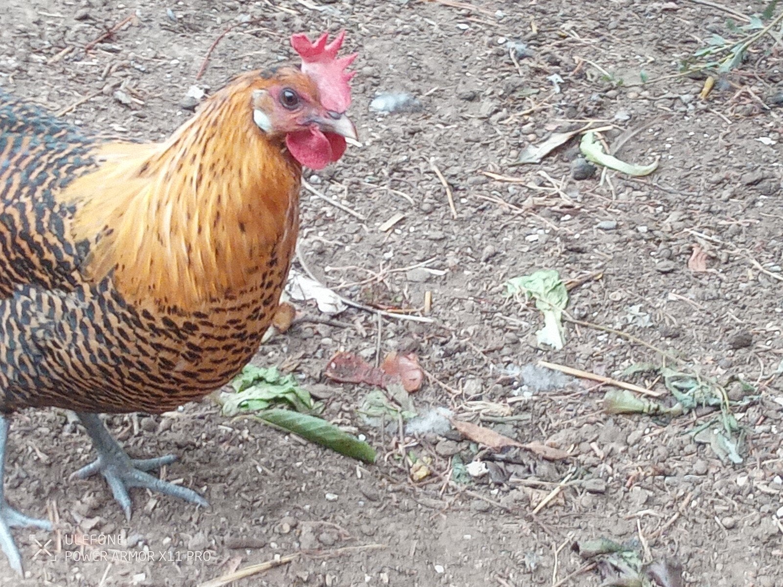 legkippen, Meerdere dieren