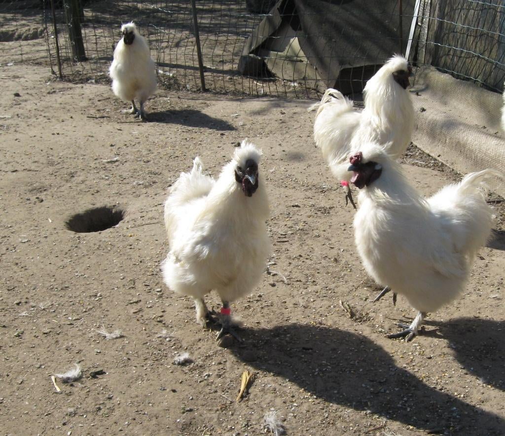 Broedeieren van Poule de Bresse, Dieren en Toebehoren