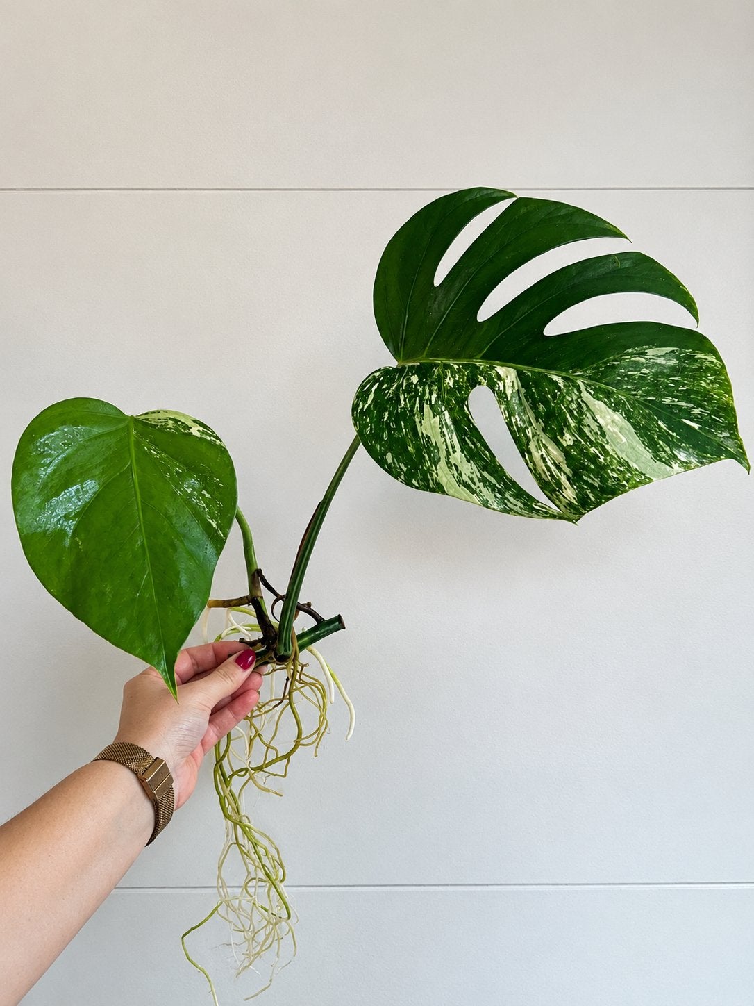 Monstera variegata stek, Enlèvement