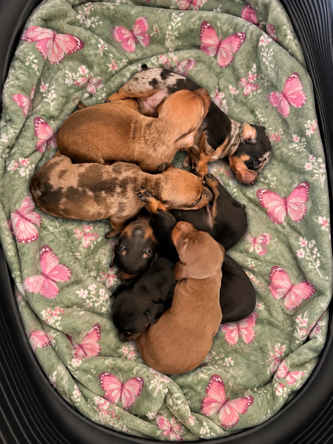 Dwergteckel pups, Poils courts, Maladie de Carré (chiens), Plusieurs, Nain