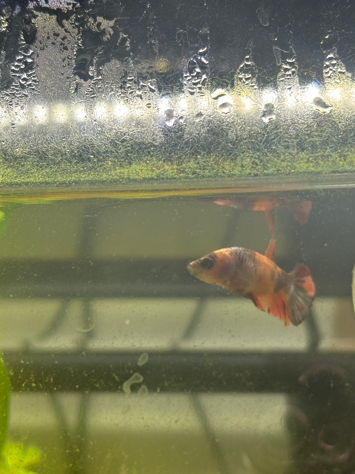 2 betta vrouwtjes, Dieren en Toebehoren