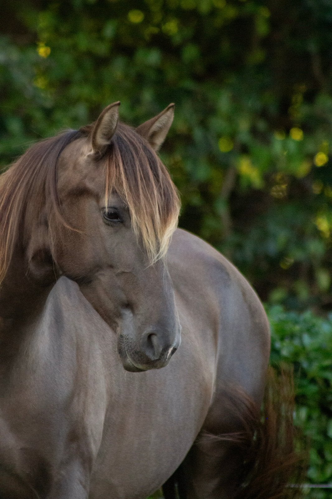 PRE merrie en veulen, Dieren en Toebehoren, Merrie, Minder dan 160 cm, Dressuurpaard, 3 tot 6 jaar