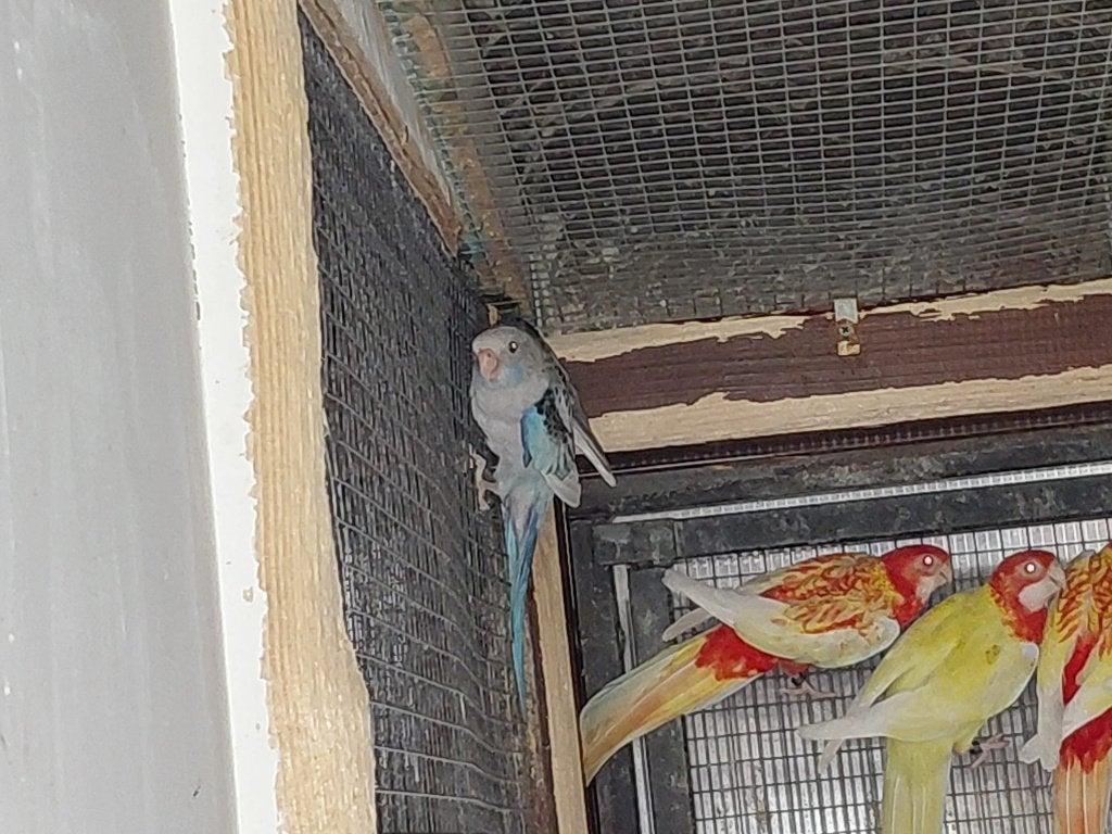 Rosella parkieten, Dieren en Toebehoren, Meerdere dieren, Parkiet, Geringd