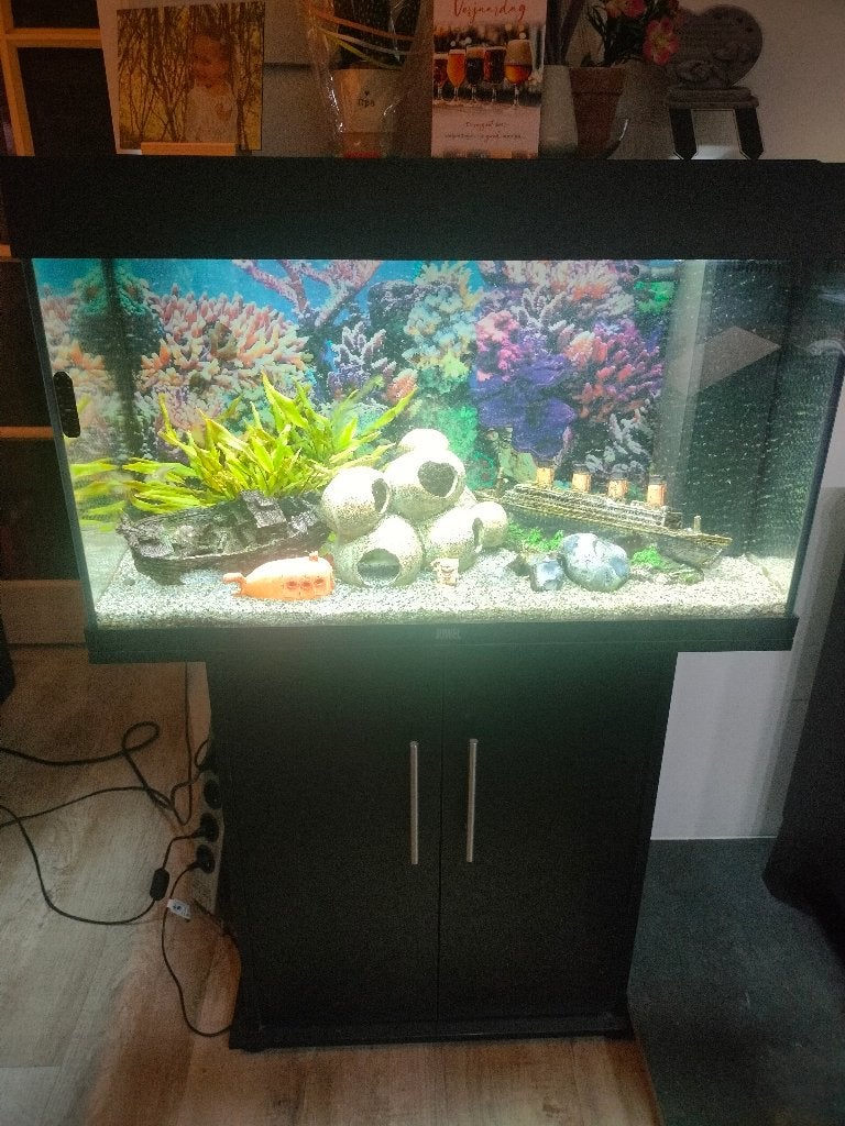 Aquarium, Dieren en Toebehoren, Ophalen, Gevuld zoetwateraquarium, Zo goed als nieuw, Inclusief vissen