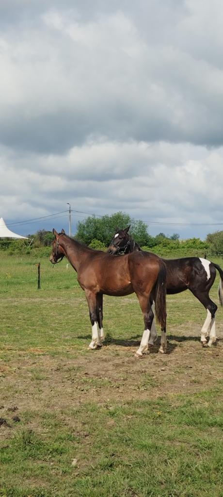 Un yearling talentueux, M