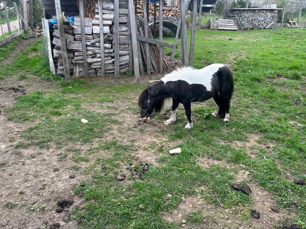Wit zwarte pony, Dieren en Toebehoren, Pony's, Merrie, Niet van toepassing, A pony (tot 1.17m)