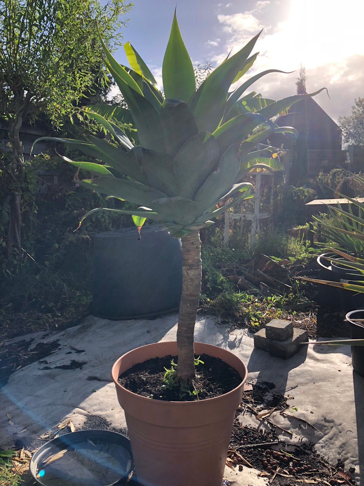 Agave attenuata, Tuin en Terras, Ophalen
