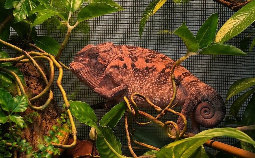 Kameleon vrouwtje, Dieren en Toebehoren, 0 tot 2 jaar