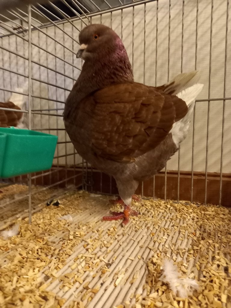 Kingduiven, Animaux & Accessoires, Oiseaux | Pigeons