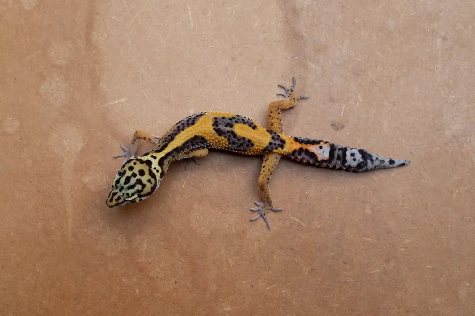 Jonge luipaardgekko, Dieren en Toebehoren
