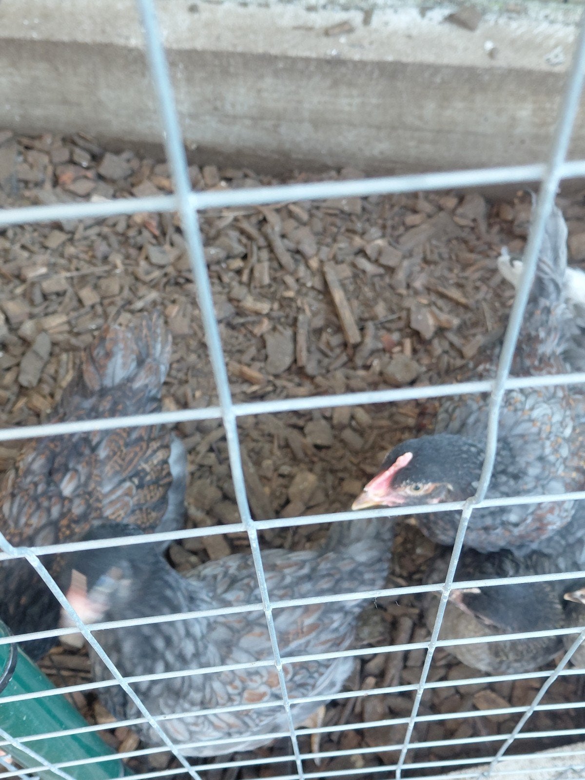 Hanen barnevelder / groenleggers, Dieren en Toebehoren