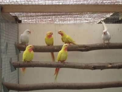 australische parkieten, Meerdere dieren, Parkiet, Geringd