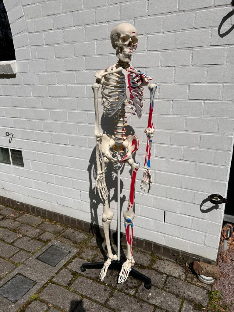 Skelet, Diversen, Schoolbenodigdheden, Gebruikt, Ophalen