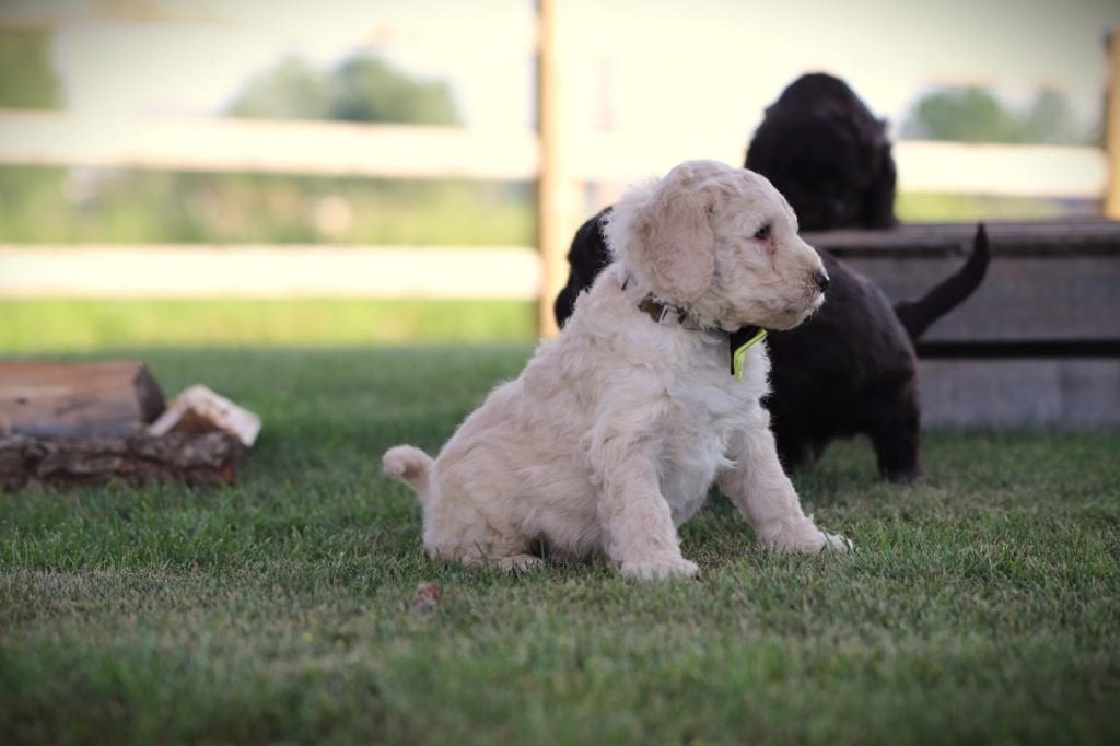 Chiots Labradoodle, parents contrôlés, Animaux & Accessoires, Chiens | Retrievers, Épagneuls & Chiens d'eau, Autres races, Plusieurs