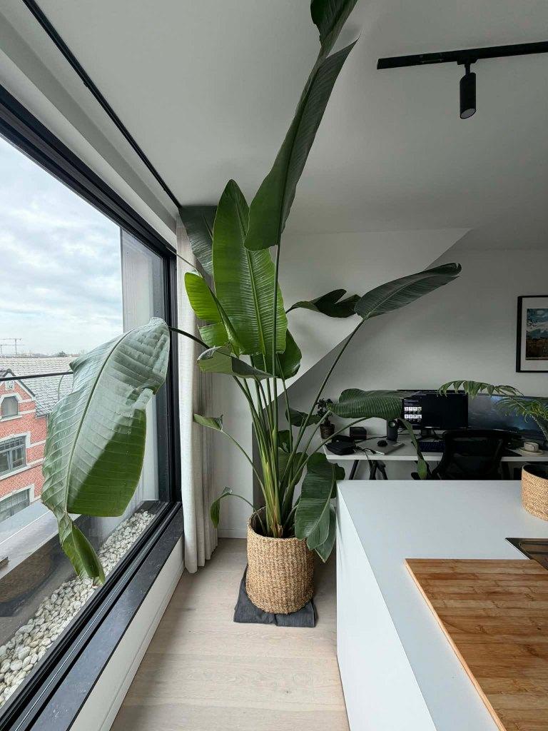 Bananenplant 245 cm te koop, Ophalen, 200 cm of meer, Overige soorten, Halfschaduw
