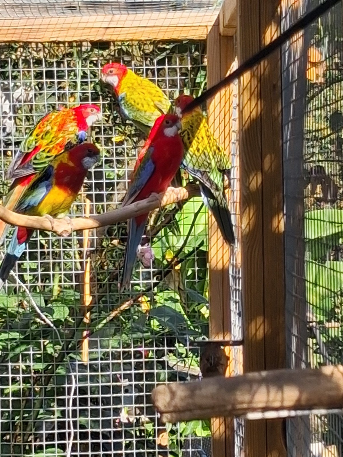 rosella/ omnicolore, Mâle