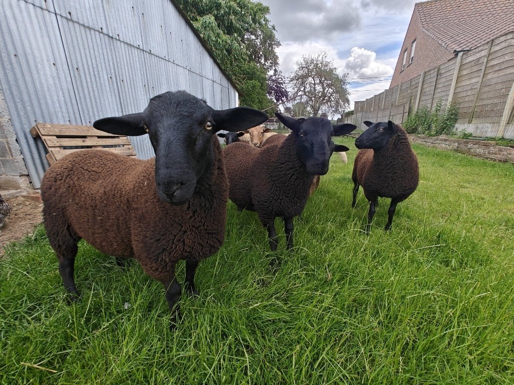 Lammeren te koop, Dieren en Toebehoren, Meerdere dieren, Schaap, 0 tot 2 jaar