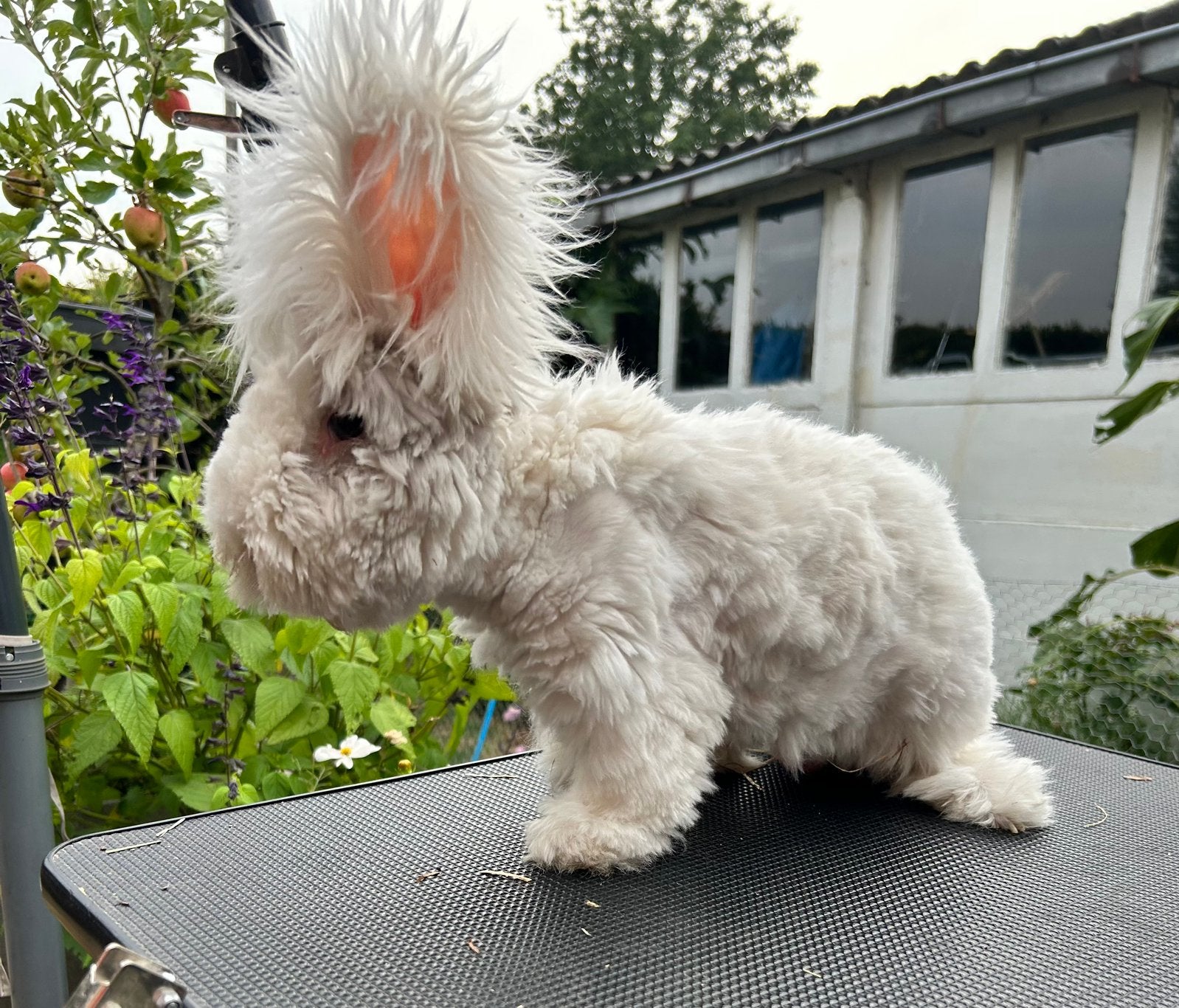 Engelse Angora maxx full face, Mâle, Taille moyenne, 0 à 2 ans