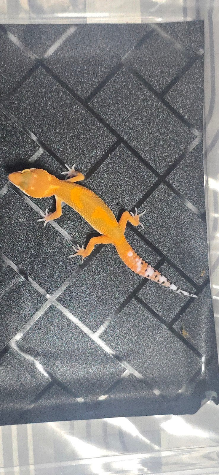 luipaardgekko 0.0.1, Dieren en Toebehoren