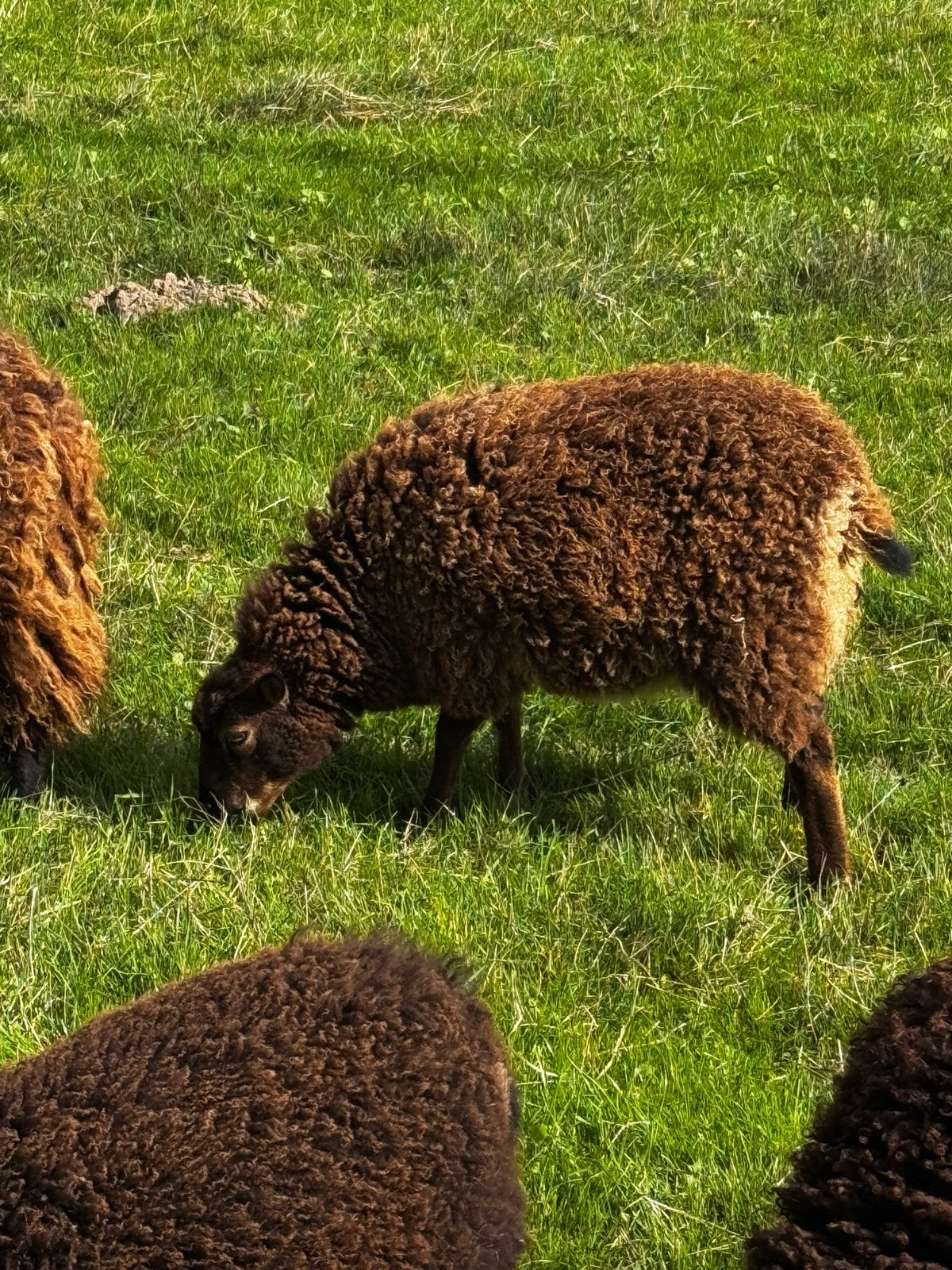 ouessant schapen, Plusieurs animaux, Mouton, 0 à 2 ans