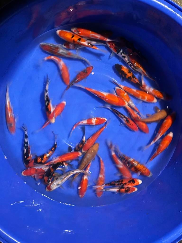 Japanse tossai /jumbo tossai te koop, Karper of Koi