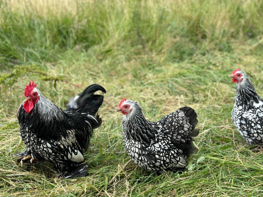 Jonge Cochin kriel Zilver Zwart gezoomd gesekst en ingeënt, Femelle, Poule ou poulet