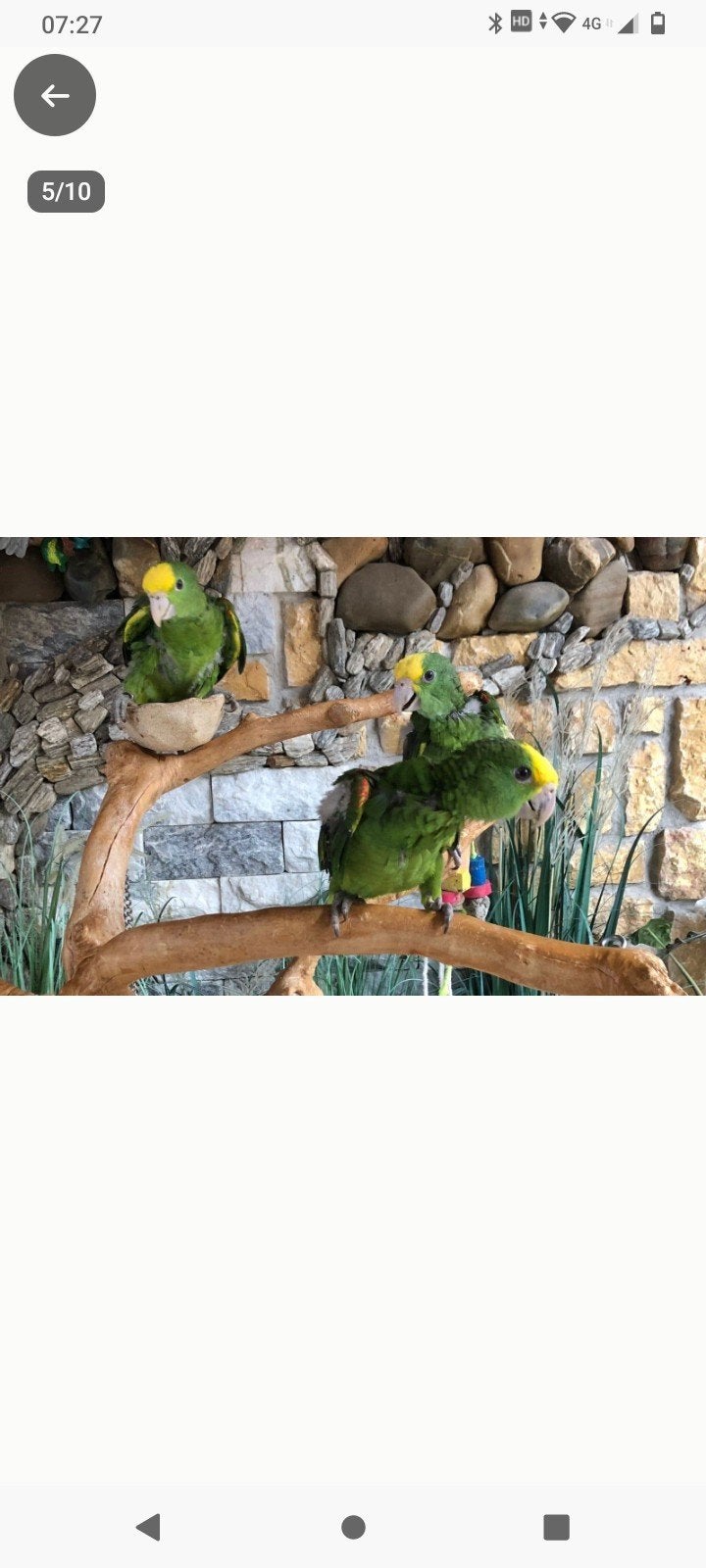 Jeune Amazone à double tête jaune apprivoisée avec ADN et te, Plusieurs animaux, Perroquet, Domestique