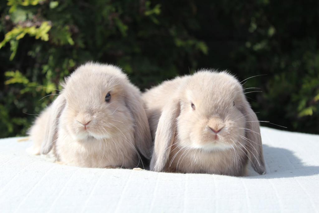 Super lief en knap nhd koppel, Meerdere dieren, Klein, Hangoor, 0 tot 2 jaar